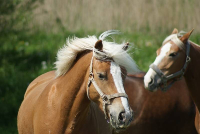 Reiten am Strand im Urlaub